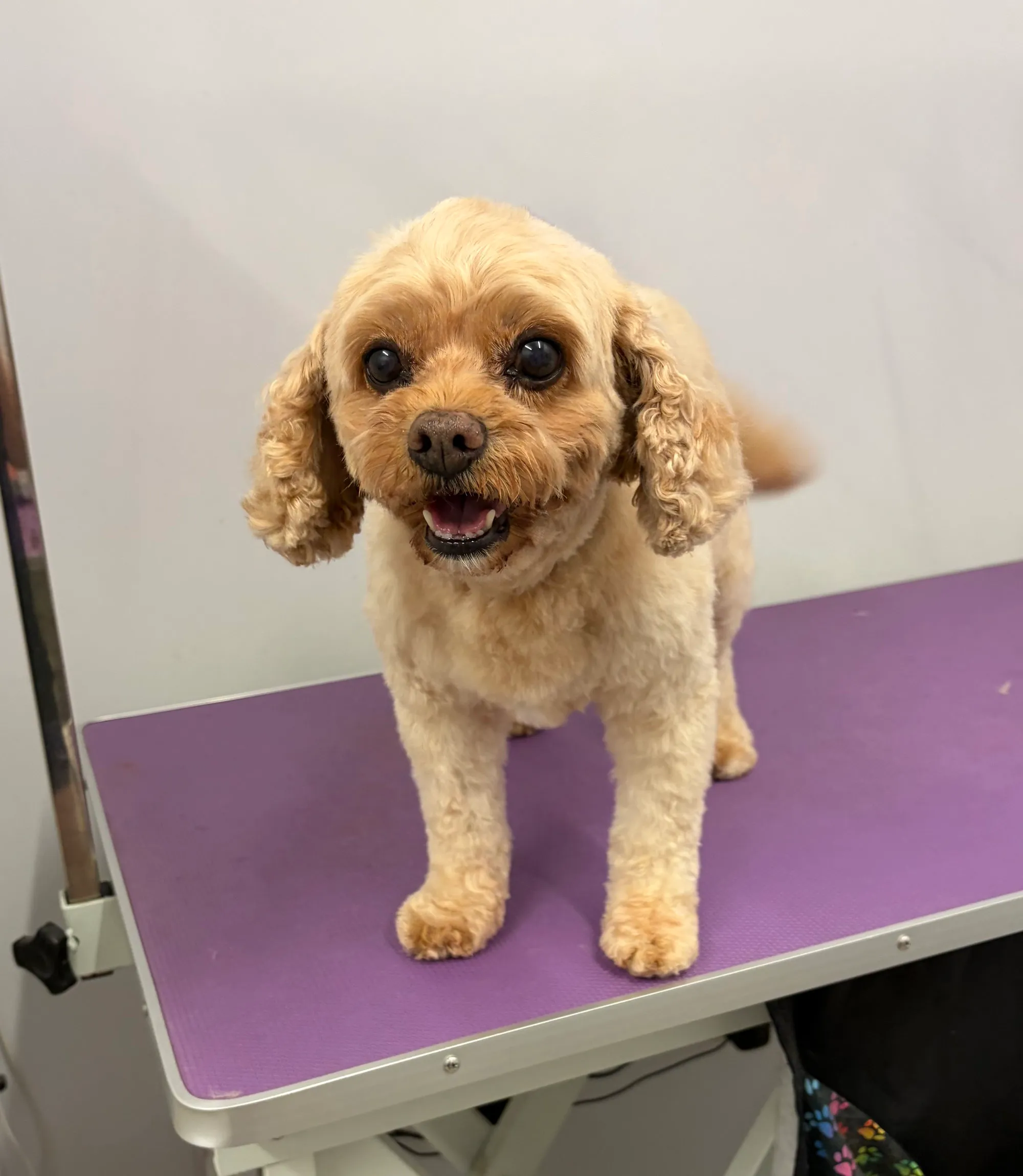Dog receiving a mini tidy grooming service