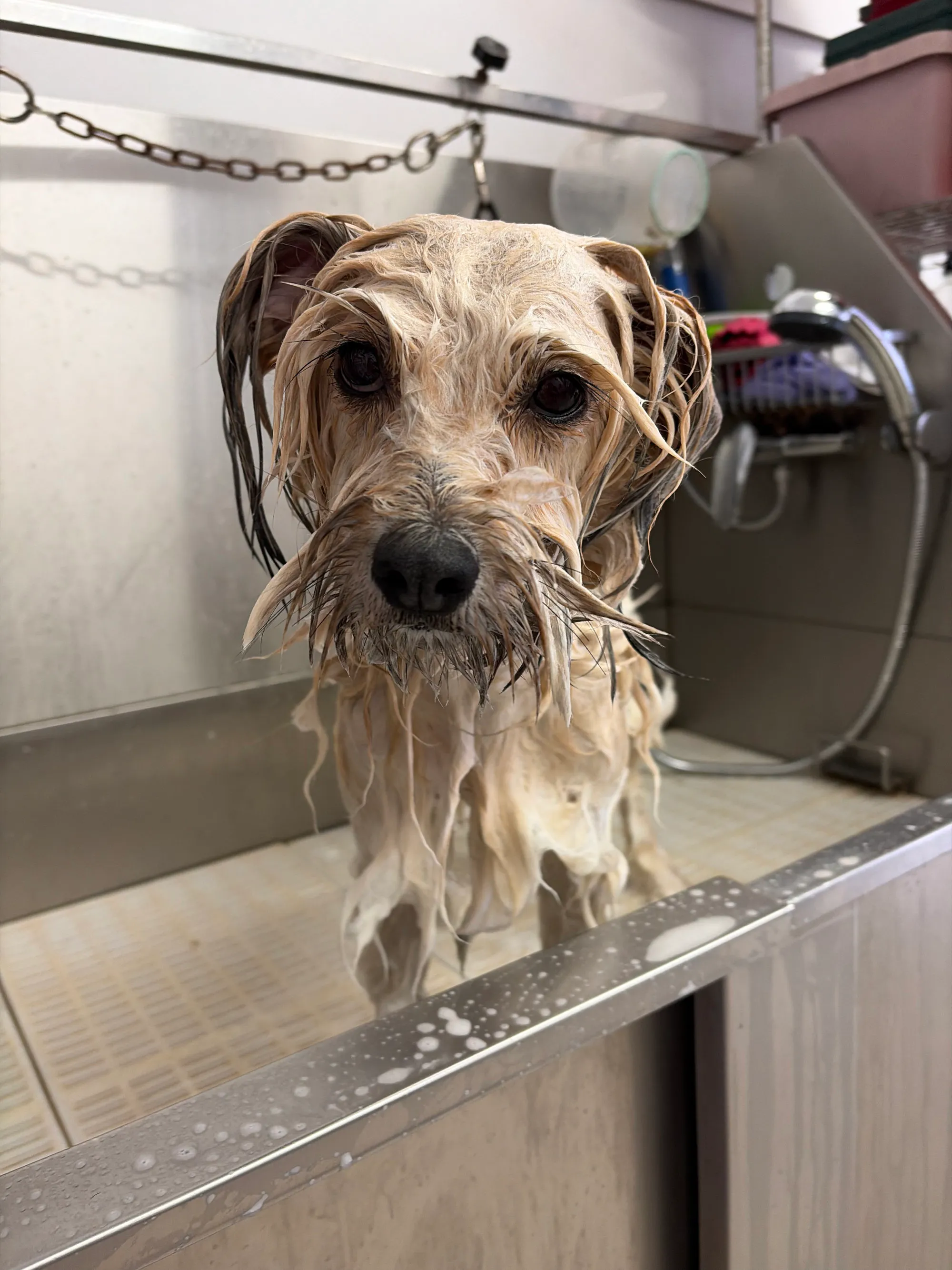 Smooth-coated dog during a bath-only grooming appointment
