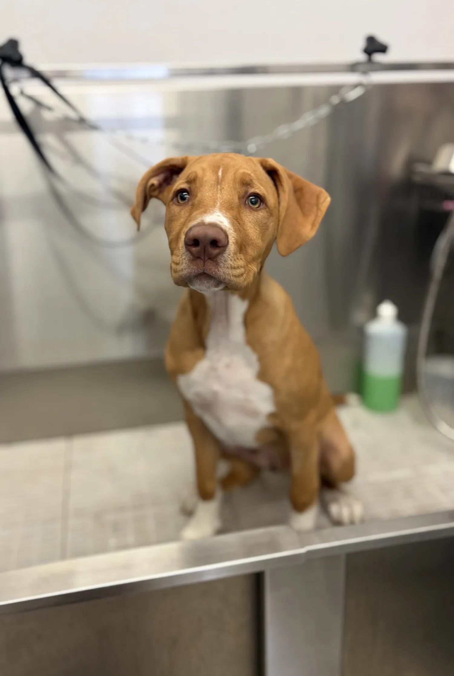 Puppy Introductions