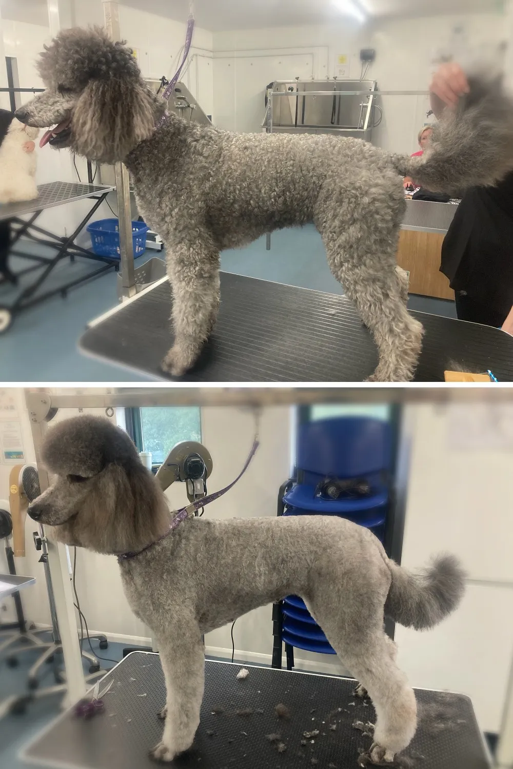 Breed Standard Full Groom